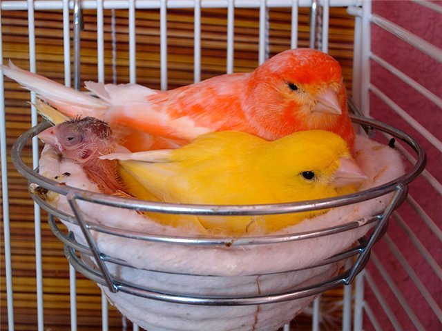 Содержание канареек и уход за ними в Рязани