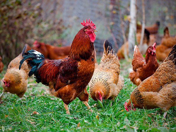 Породы куриц | ЗооТом - продажа, вязка и услуги для животных в Рязани