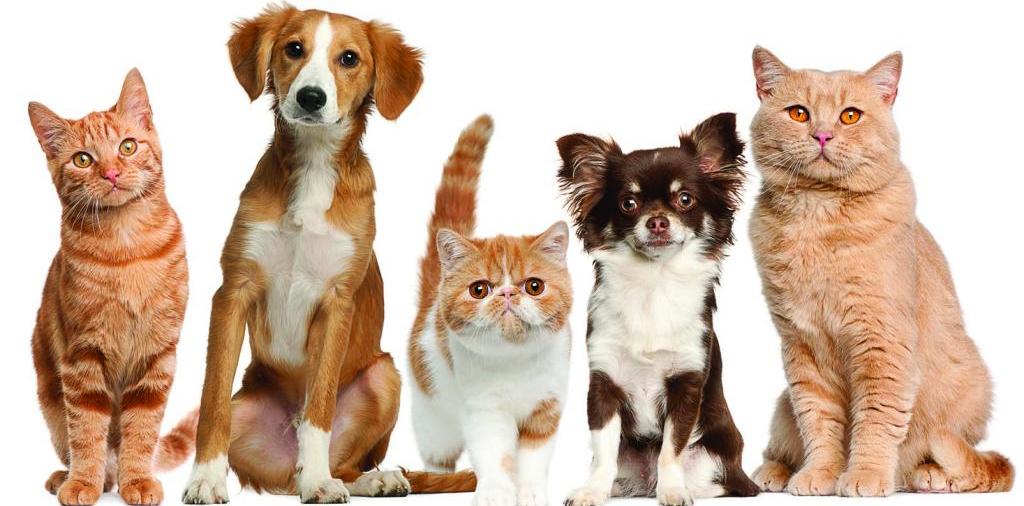 Доска объявлений о животных | ЗооТом - продажа, вязка и услуги для животных в Рязани