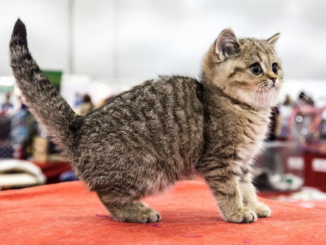 Породы кошек в Рязани | ЗооТом портал о животных