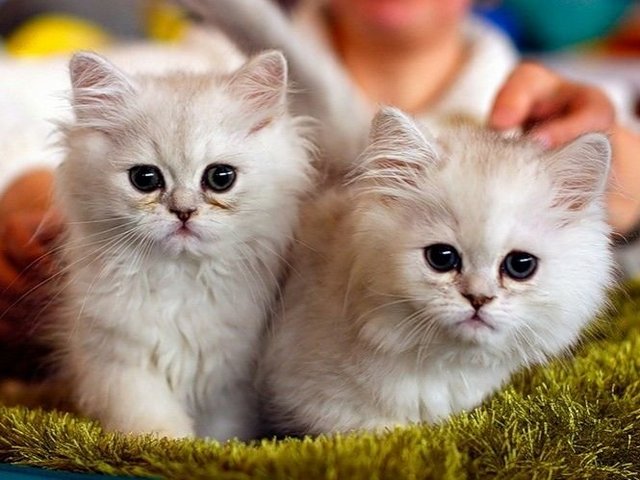 Породы кошек в Рязани | ЗооТом портал о животных