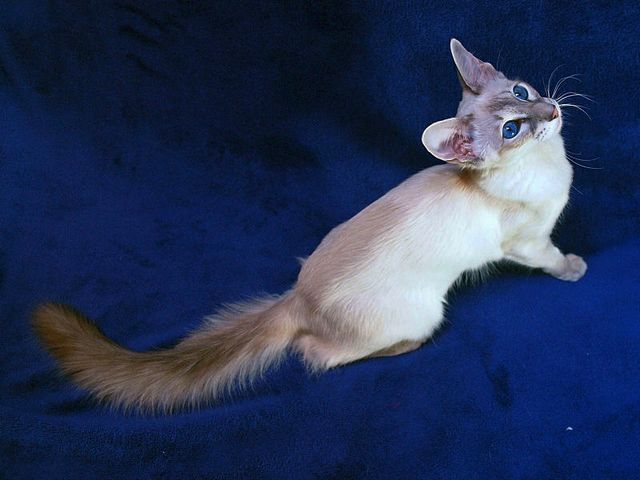 Выведенные породы кошек в Рязани | ЗооТом портал о животных