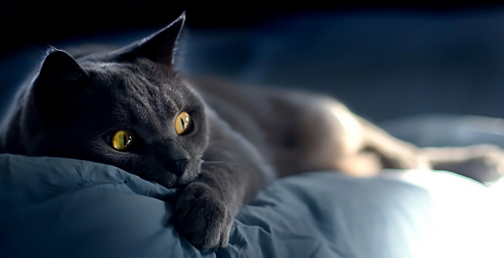 Объявления о кошках | ЗооТом - продажа, вязка и услуги для животных в Рязани