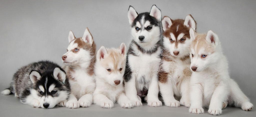 Объявления о собаках | ЗооТом - продажа, вязка и услуги для животных в Рязани