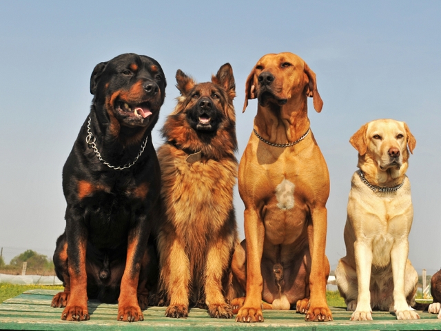 Крупные породы собак в Рязани | ЗооТом портал о животных